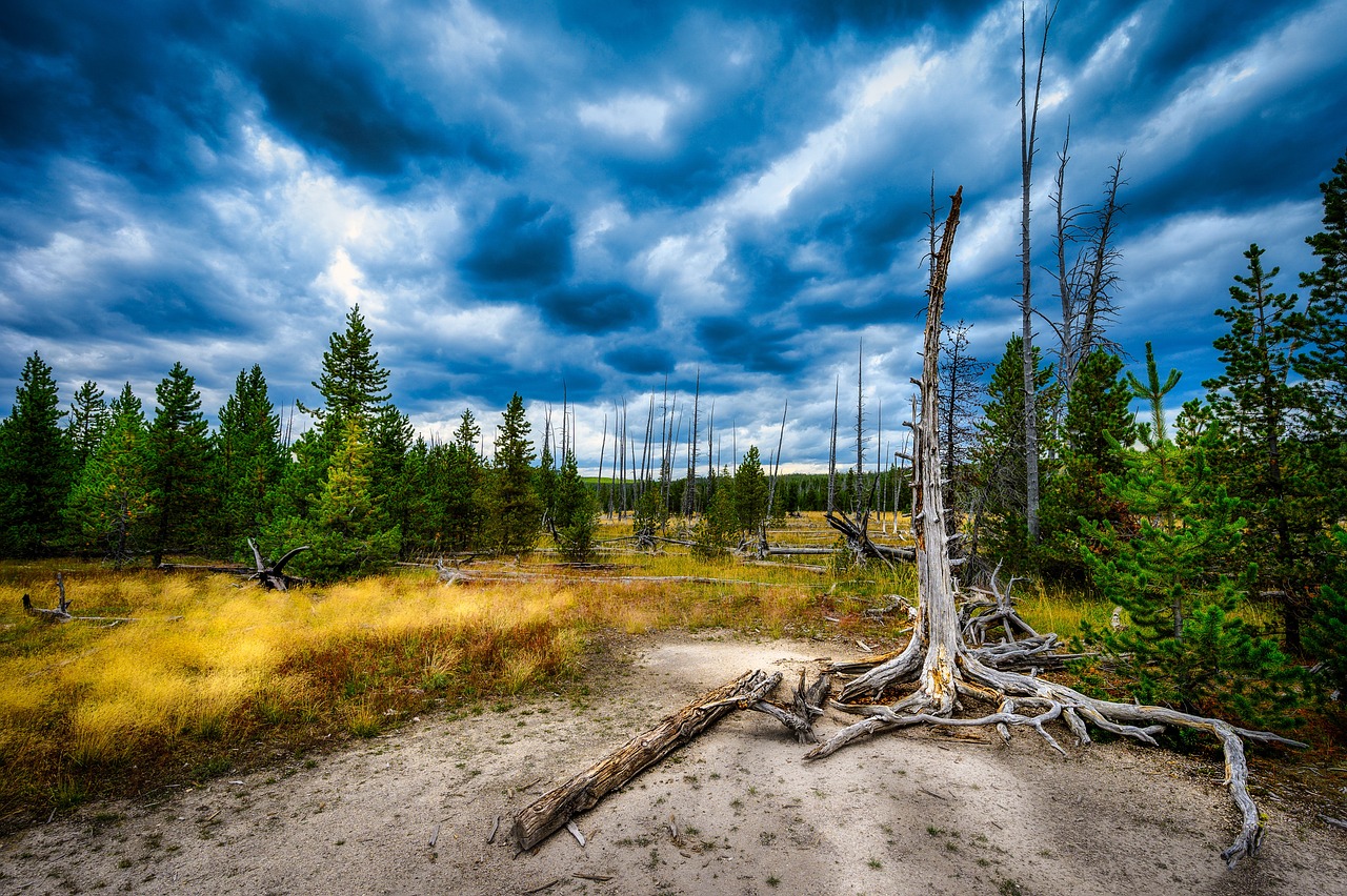 Exploring the Unique Geothermal Features of Yellowstone